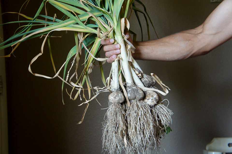 arm holding homegrown garlic