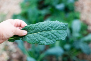 hand holding kale leaf