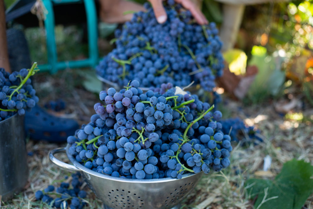 homegrown grapes 