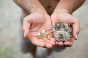 hands holding small eggs with nest