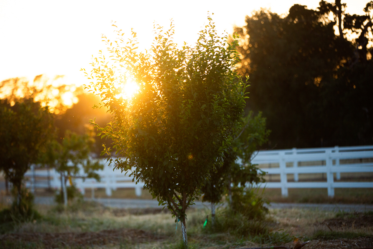 fruit orchard at sunset