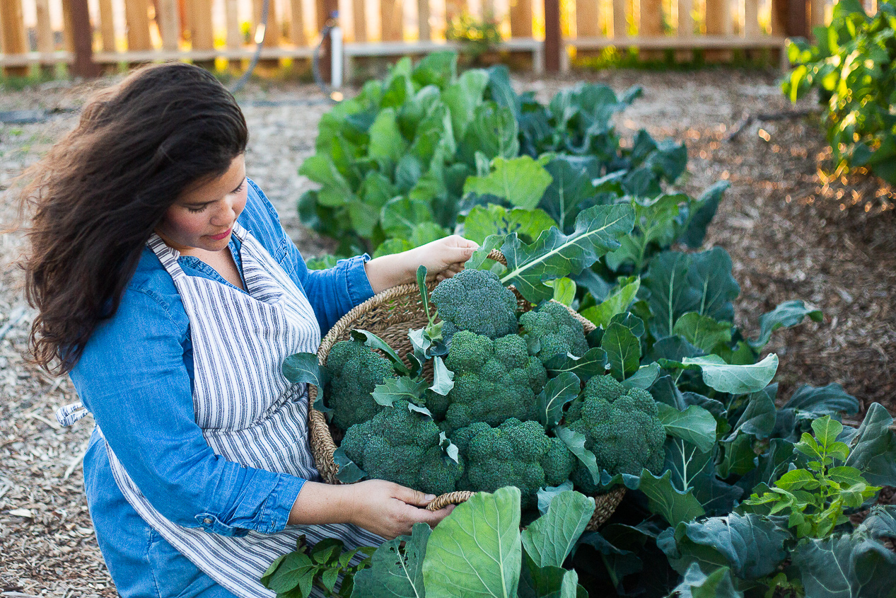 homestead mom harvesting broccoli