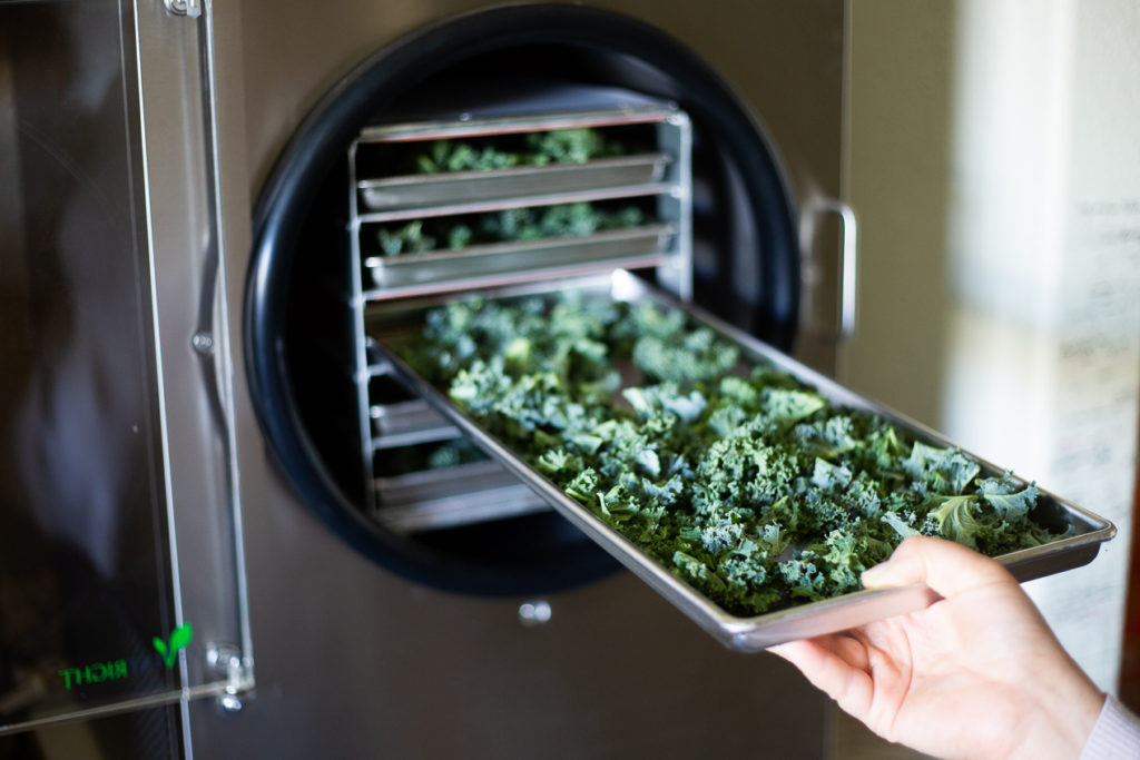 hand loading freeze dryer with kale 