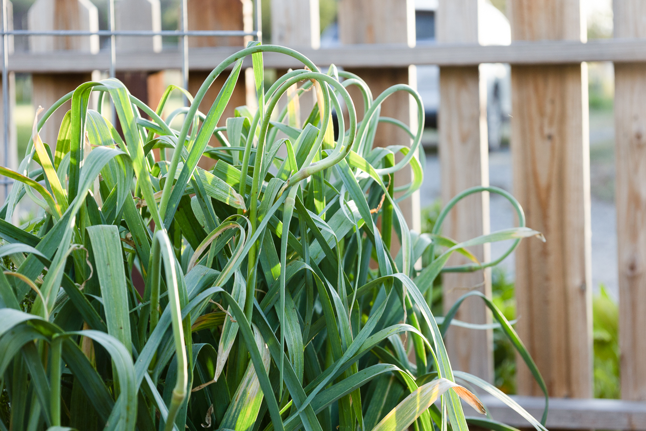 garlic scapes growing in garden