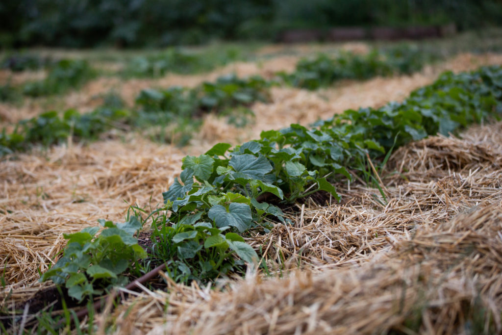 vegetable garden row 