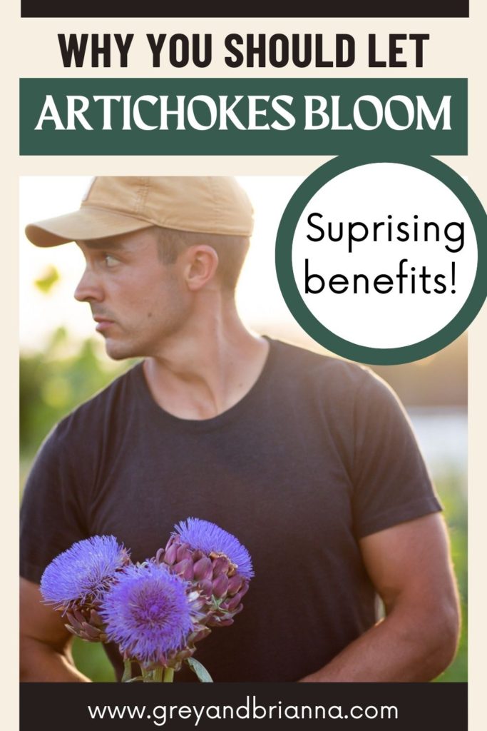 man holding bloomed artichokes 