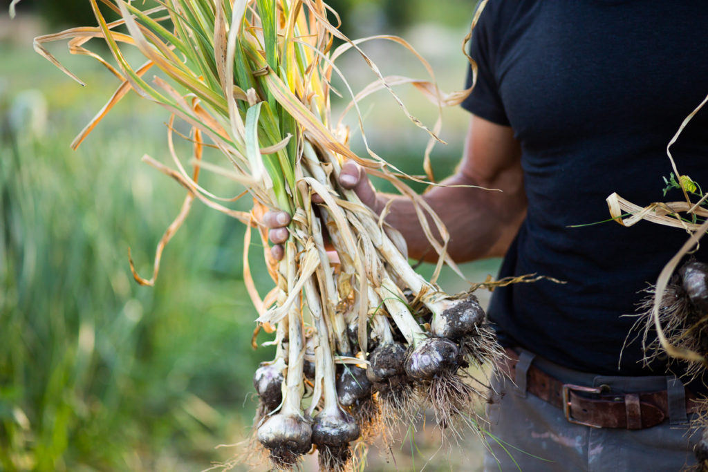 garlic bundle 