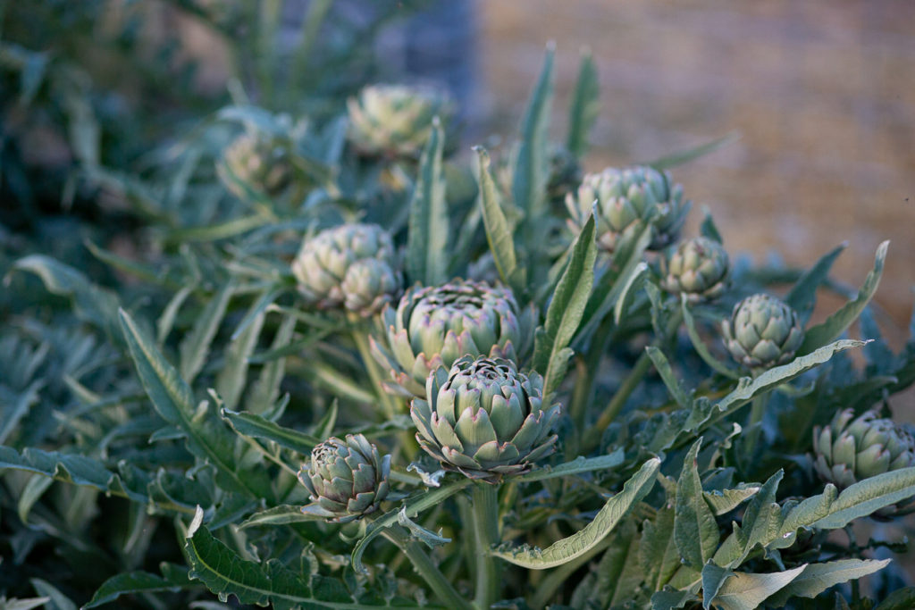 artichokes opening 