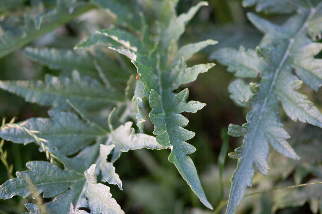 artichoke leaves 