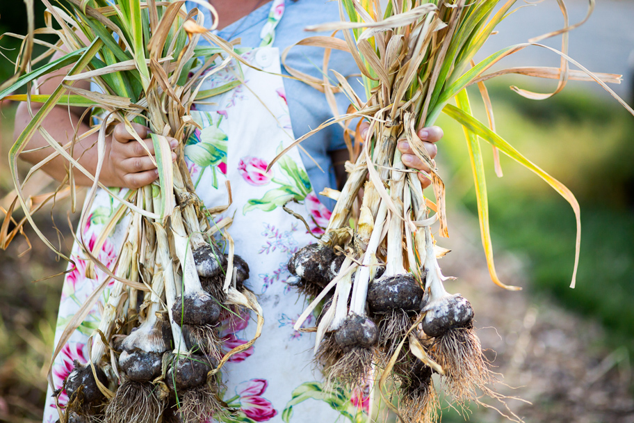 woman holding homegrown garlic