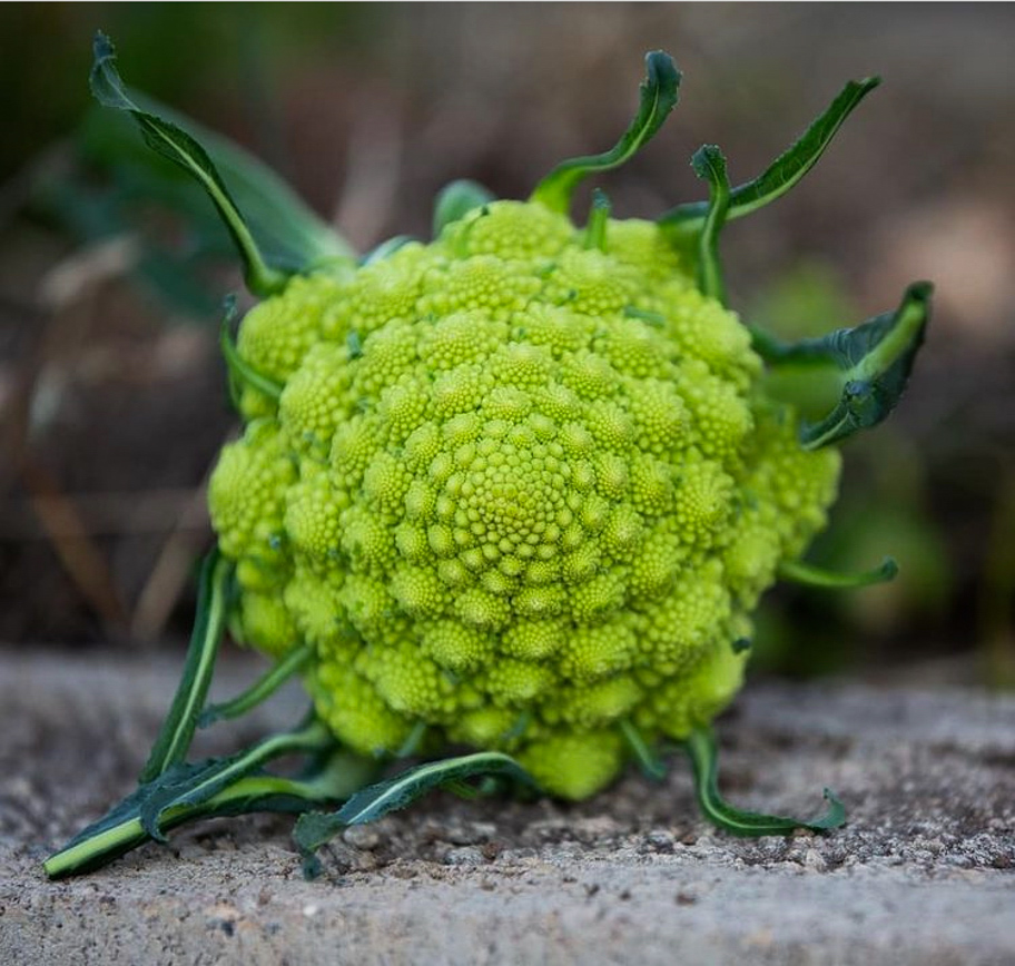 homegrown romenesco cauliflower