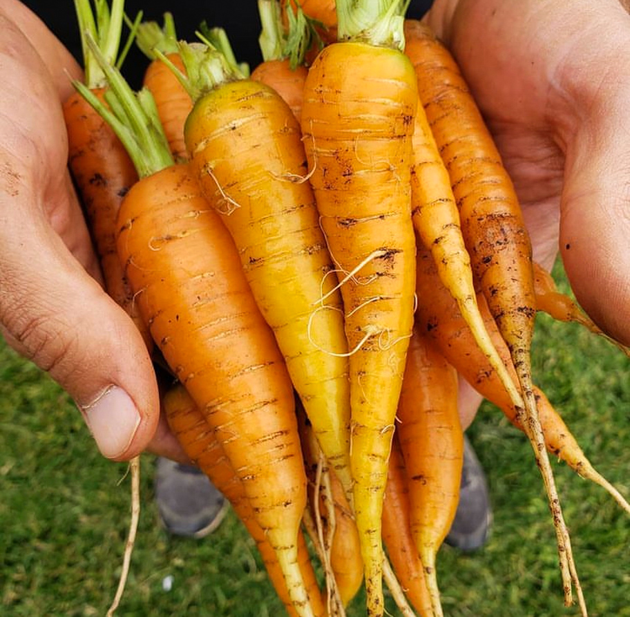 hands holding homegrown carrots