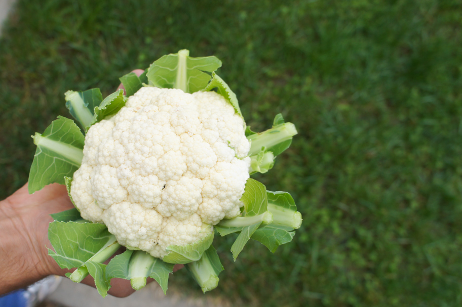 cauliflower in zone 9 fall planting guide 