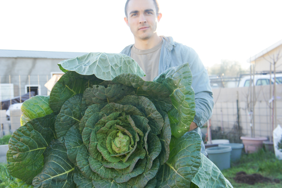 man holding Brussels sprouts plant 