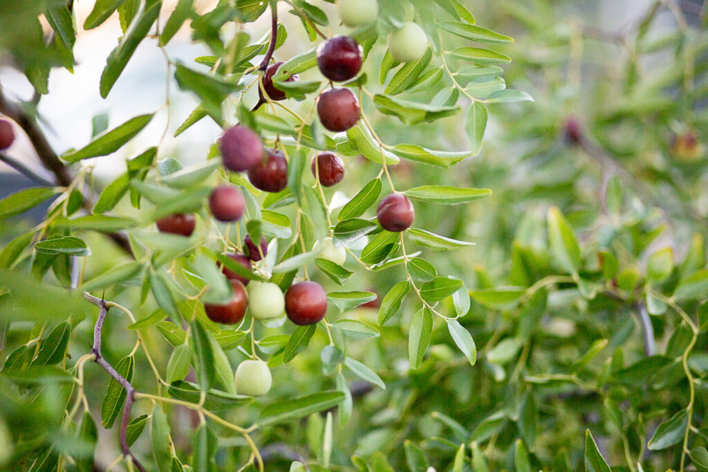 jujubes hanging on a tree 