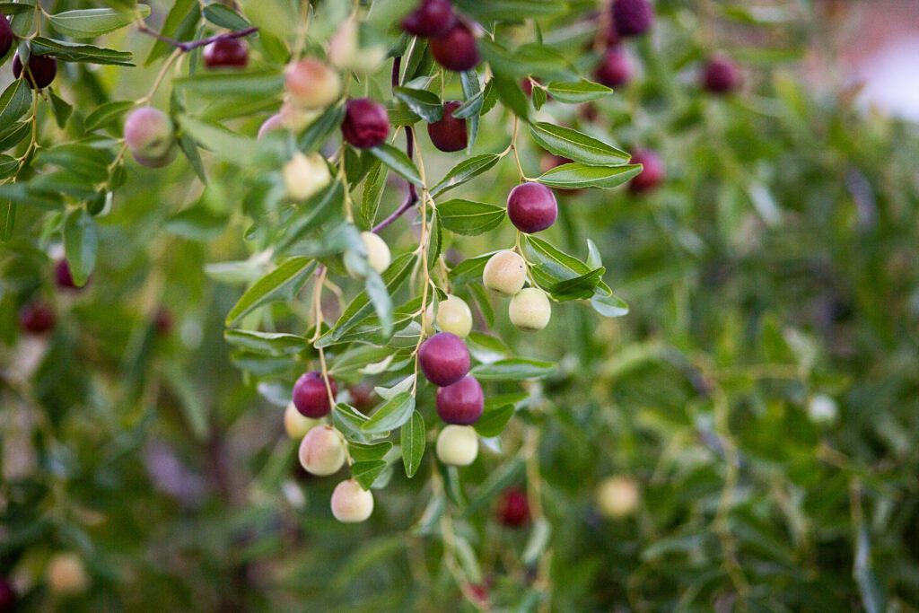 Chinese red dates hanging on tree 