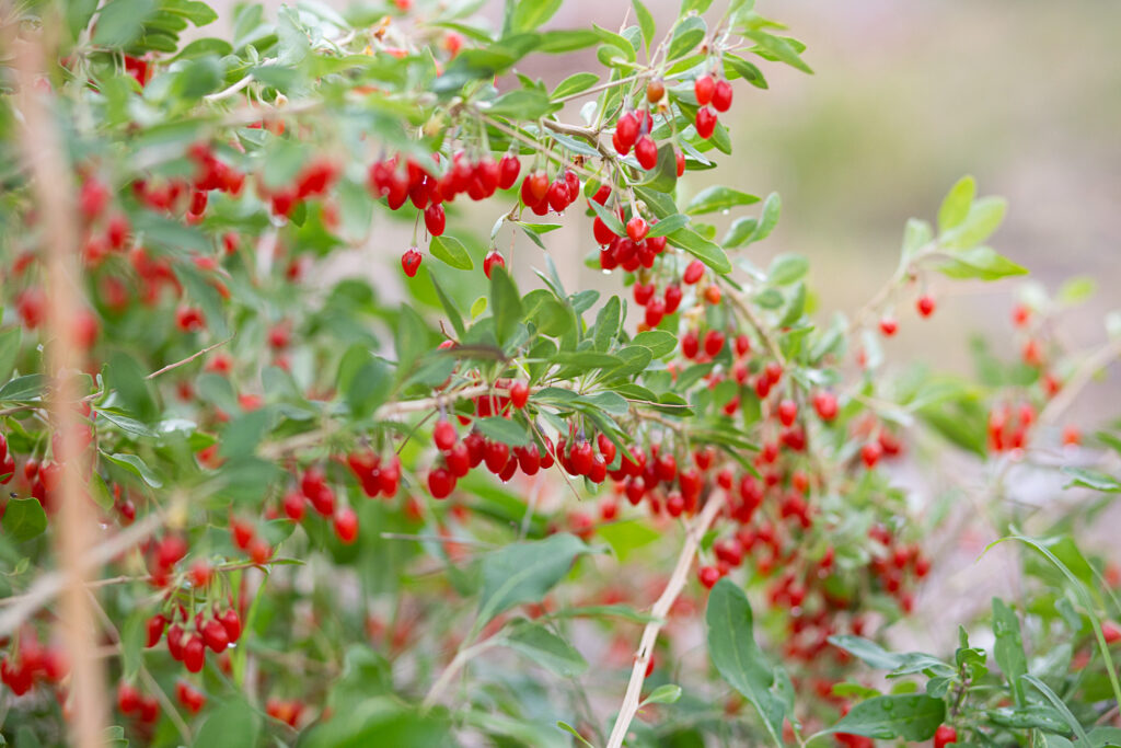 homegrown goji berries