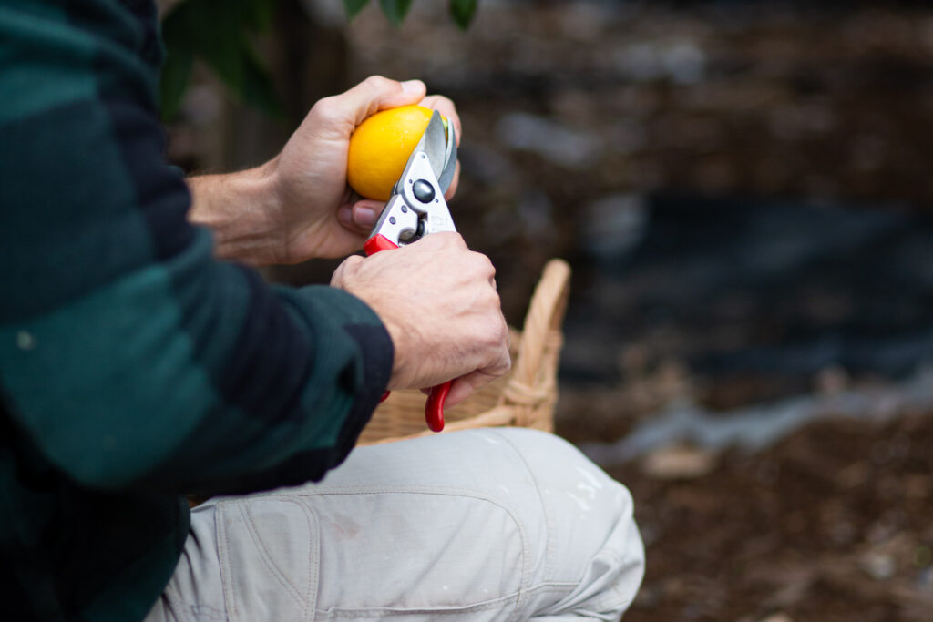 hands pruning lemon tree 