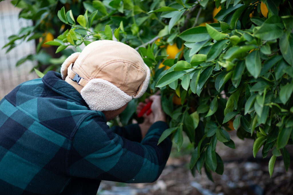 man pruning lemon tree 