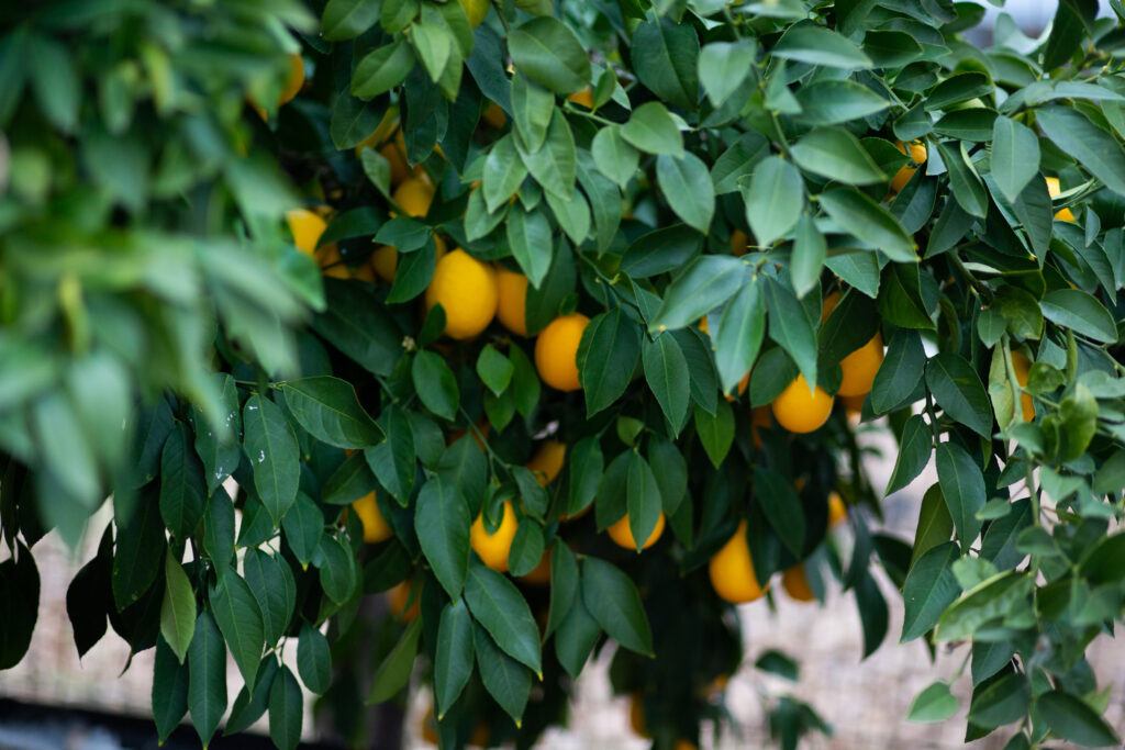 lemon hanging from tree 