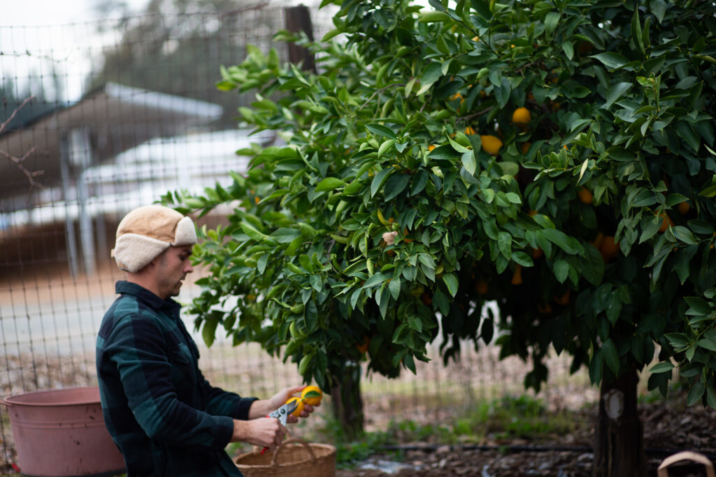 man sitting by lemon tree 