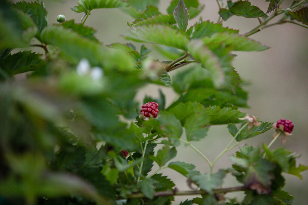 berries growing in home garden