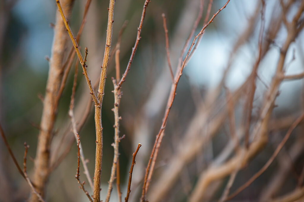 fruit tree during the winter time 