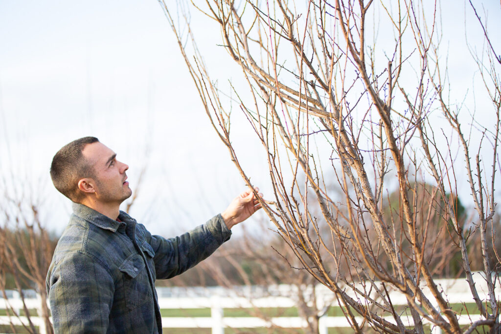 man pruning fruit tree 