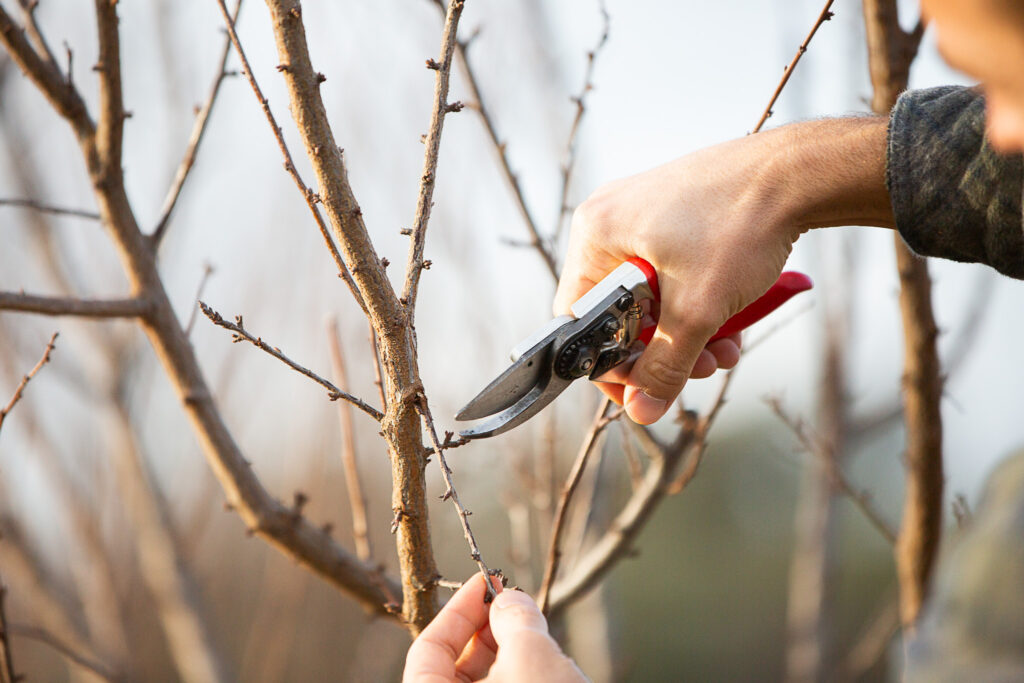 hands pruning fruit trees 