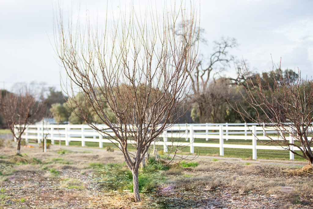 tree in home orchard 