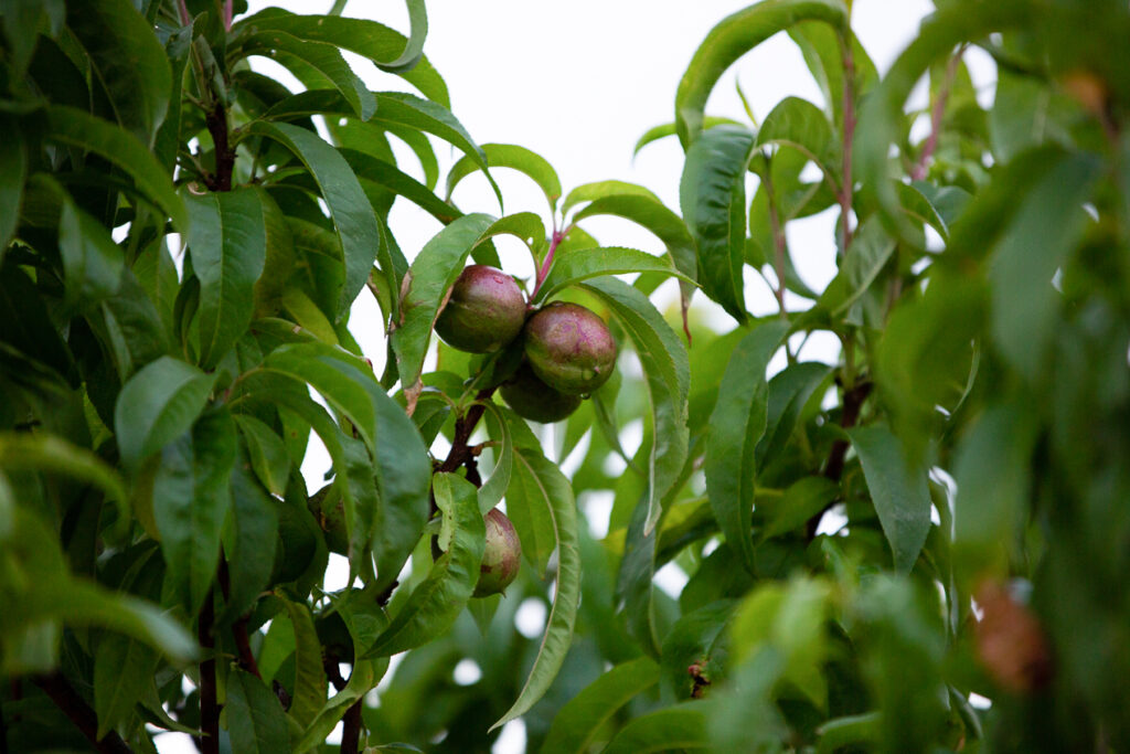 when to prune fruit trees 