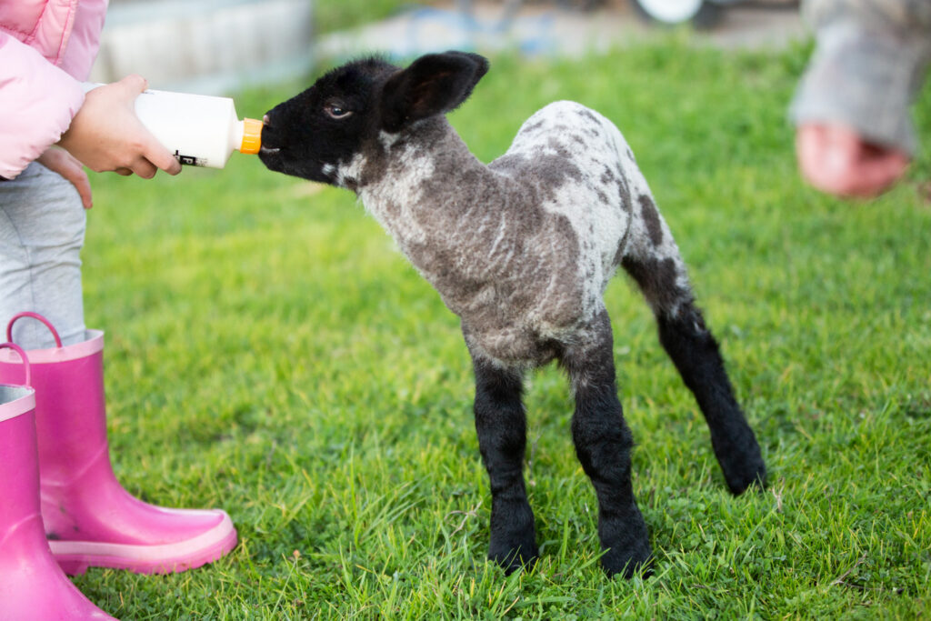 lamb drinking from bottle