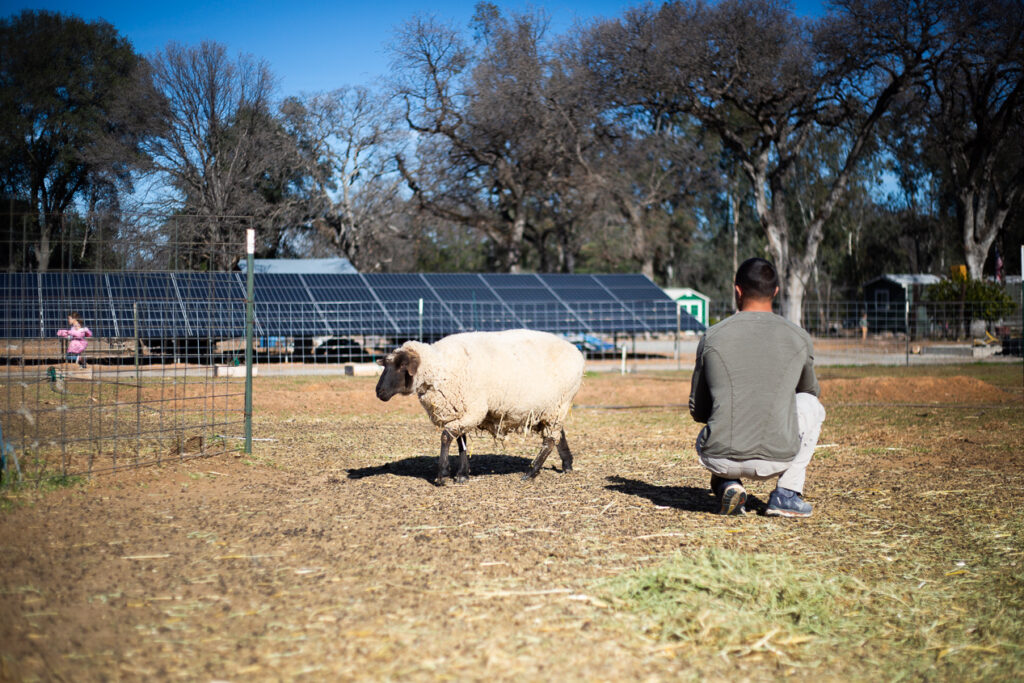 man watching sheep give birth