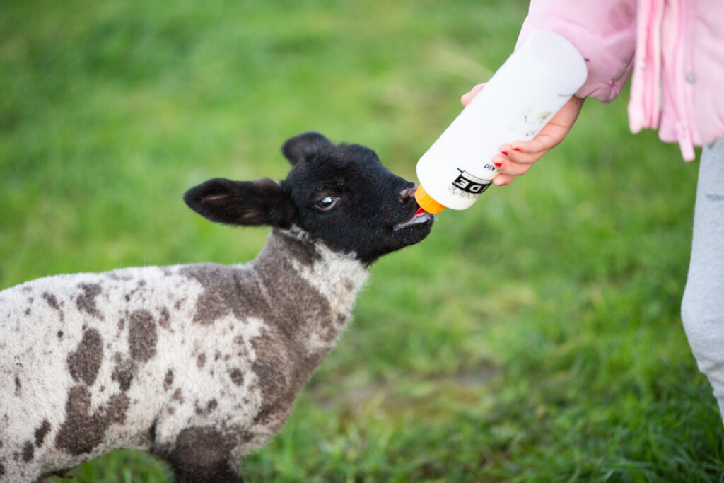 lamb drinking from a bottle 