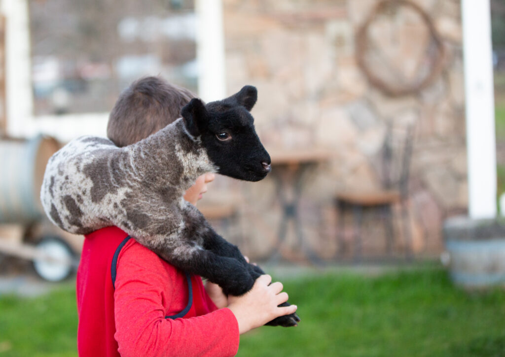 boy carrying lamb over shoulders