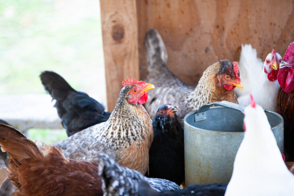 homestead chickens 