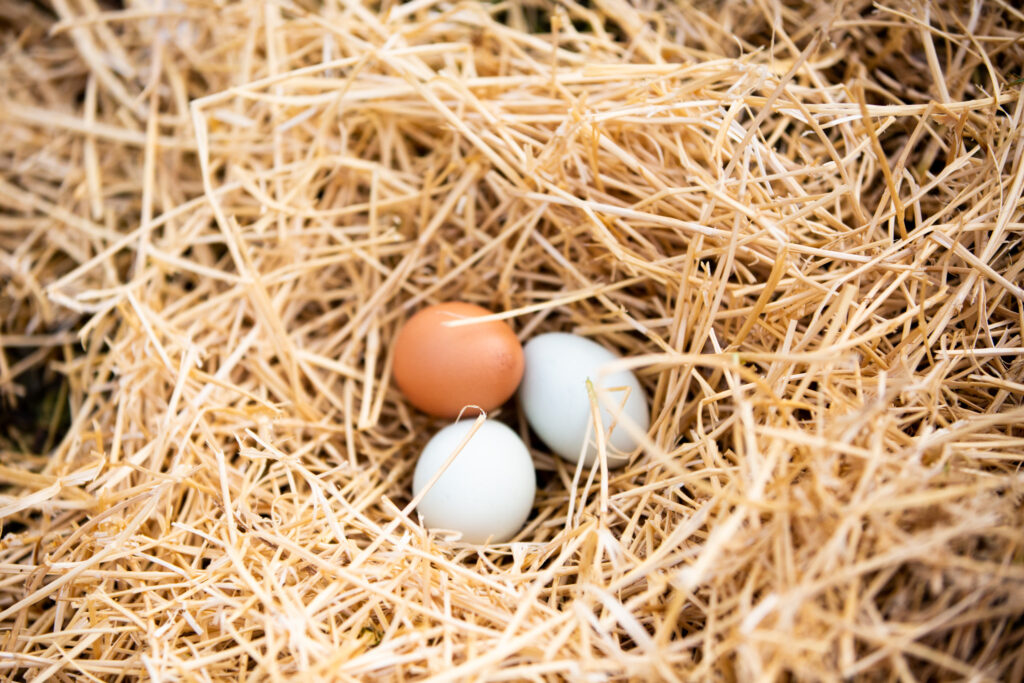 brown and blue eggs in nest 