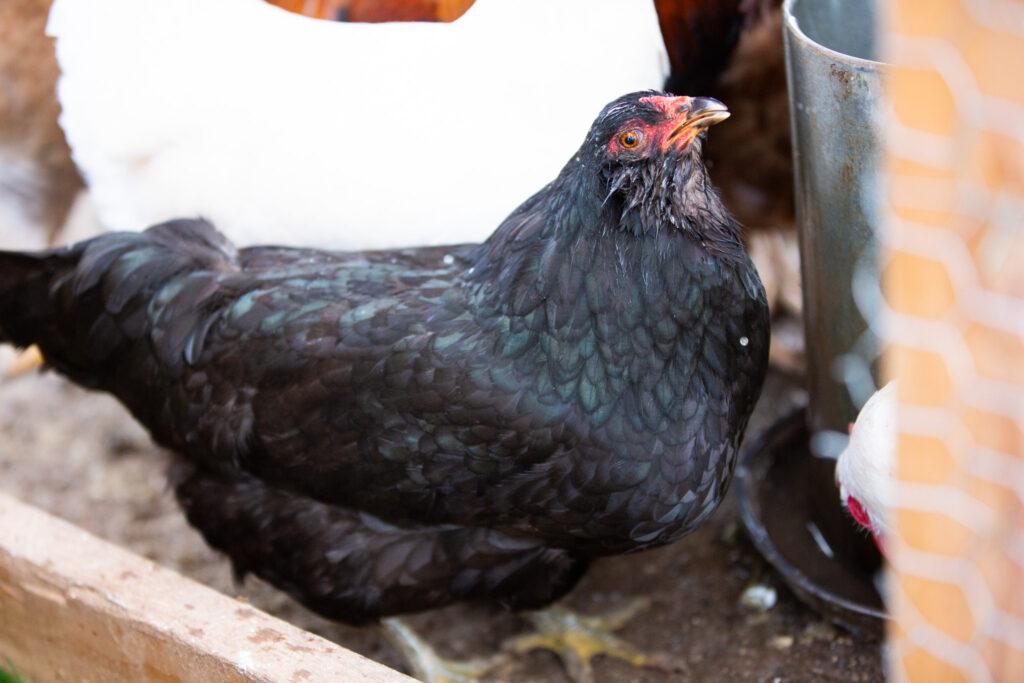 easter egger chicken drinking water