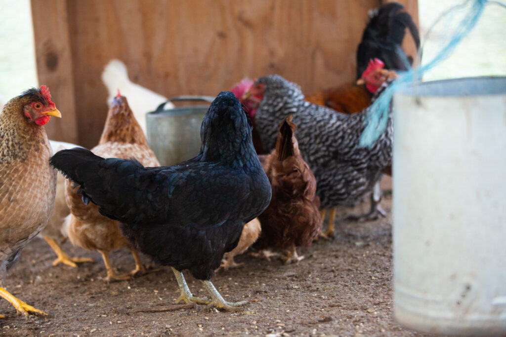 easter egger chicken in coop