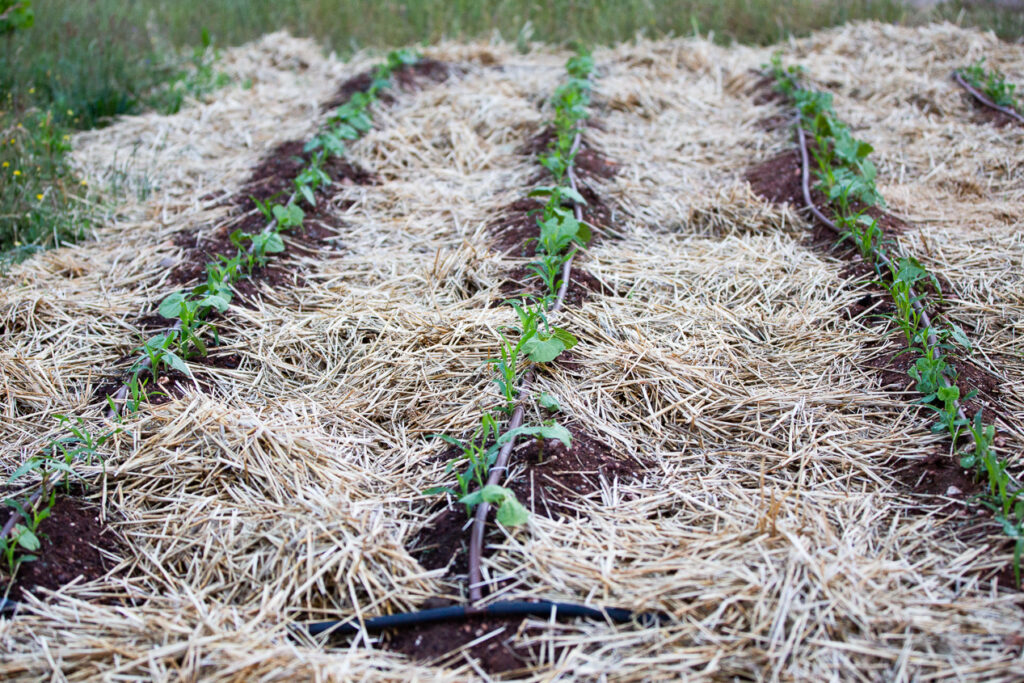 irrigation for homestead garden