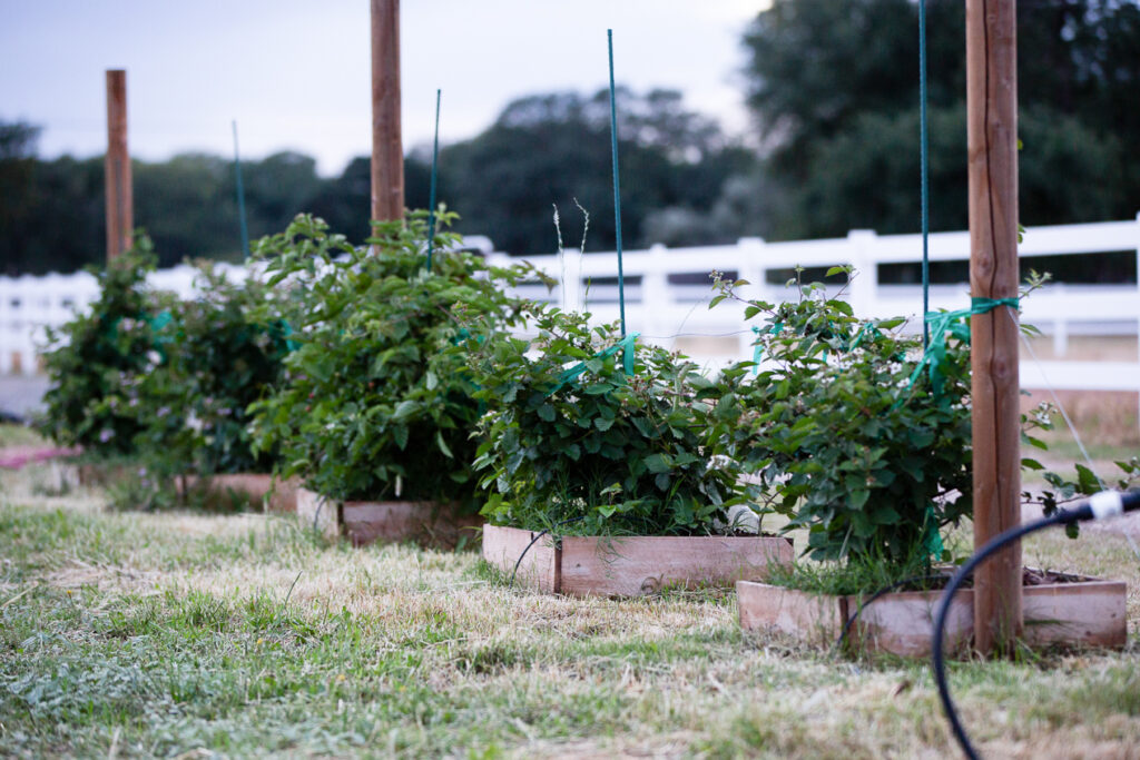 blackberries growing in raised beds 