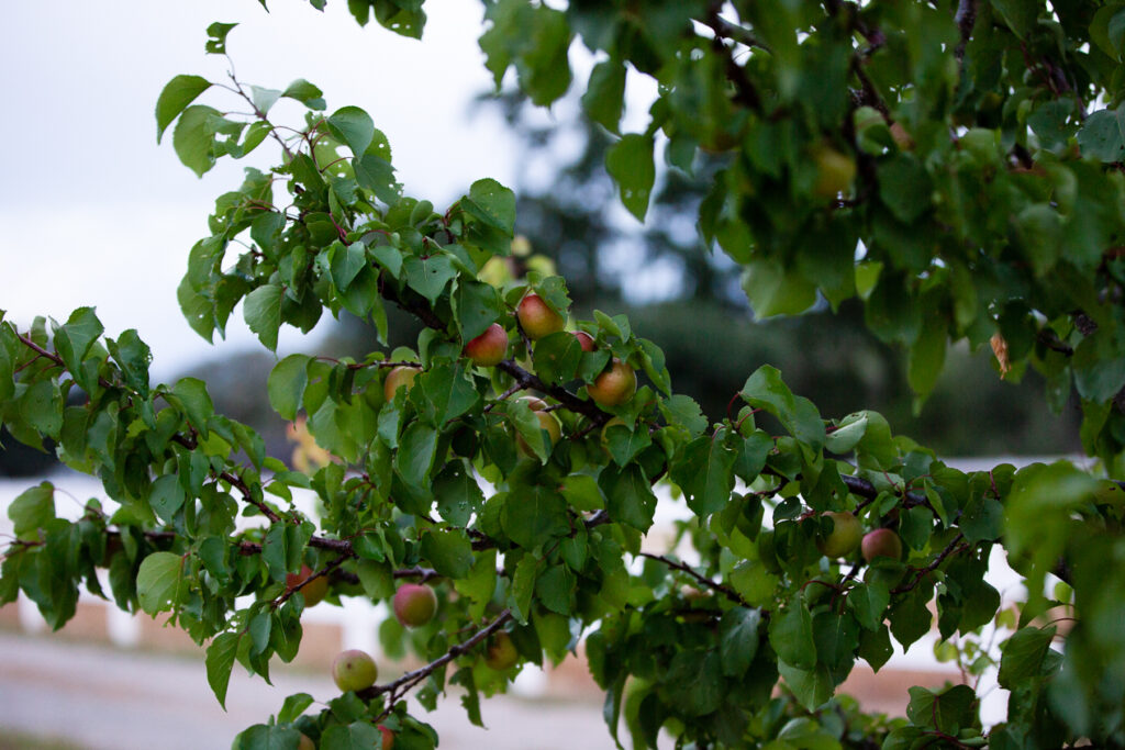 nectarines growing in homestead orchard