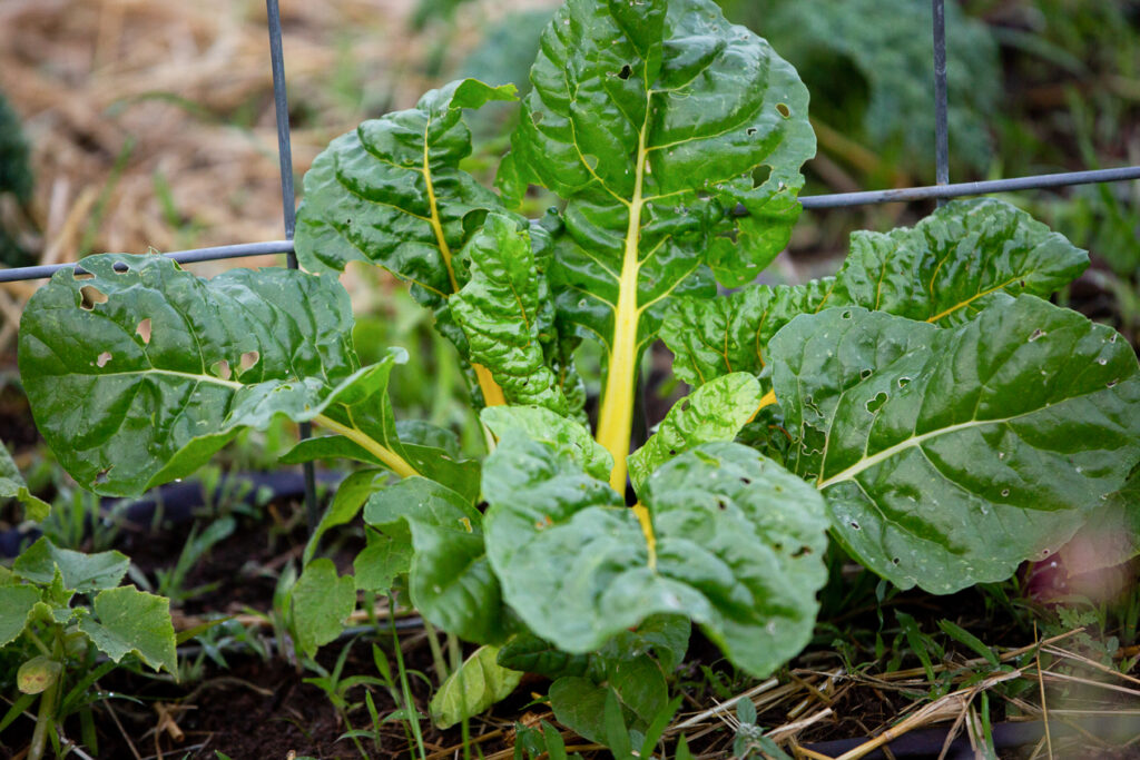 Swiss chard growing in homestead garden