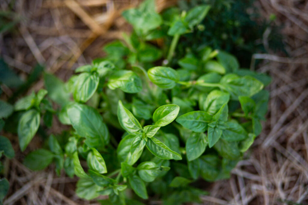 sweet basil growing in home garden