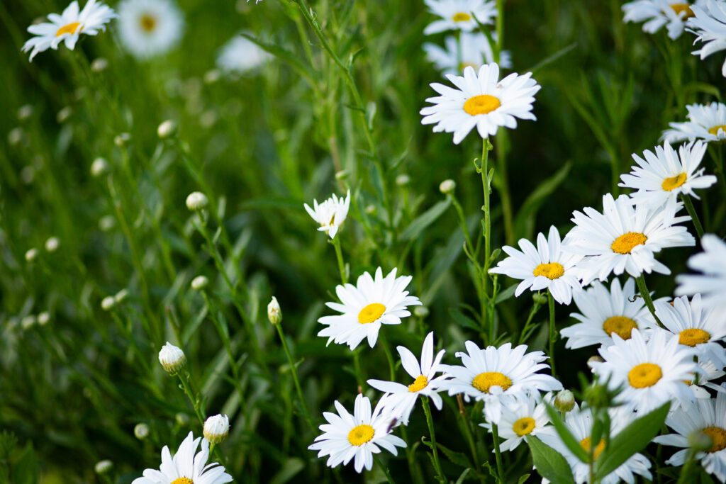 Shasta daisies growing in garden