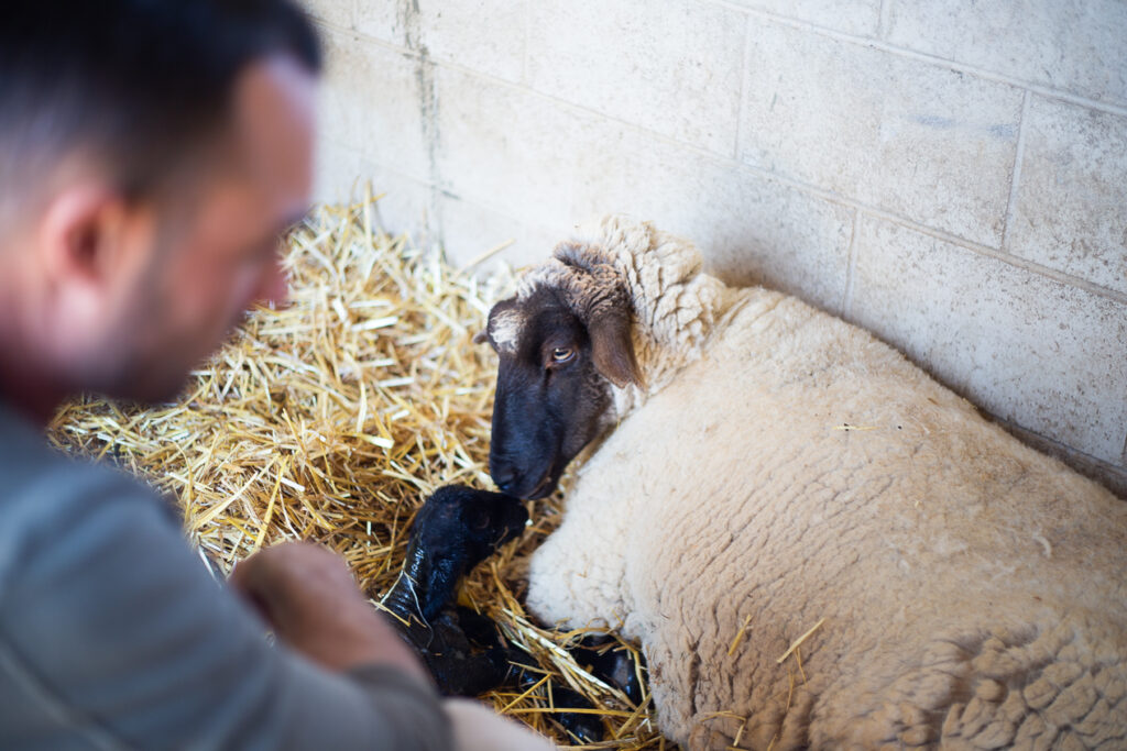 man helping sheep give birth