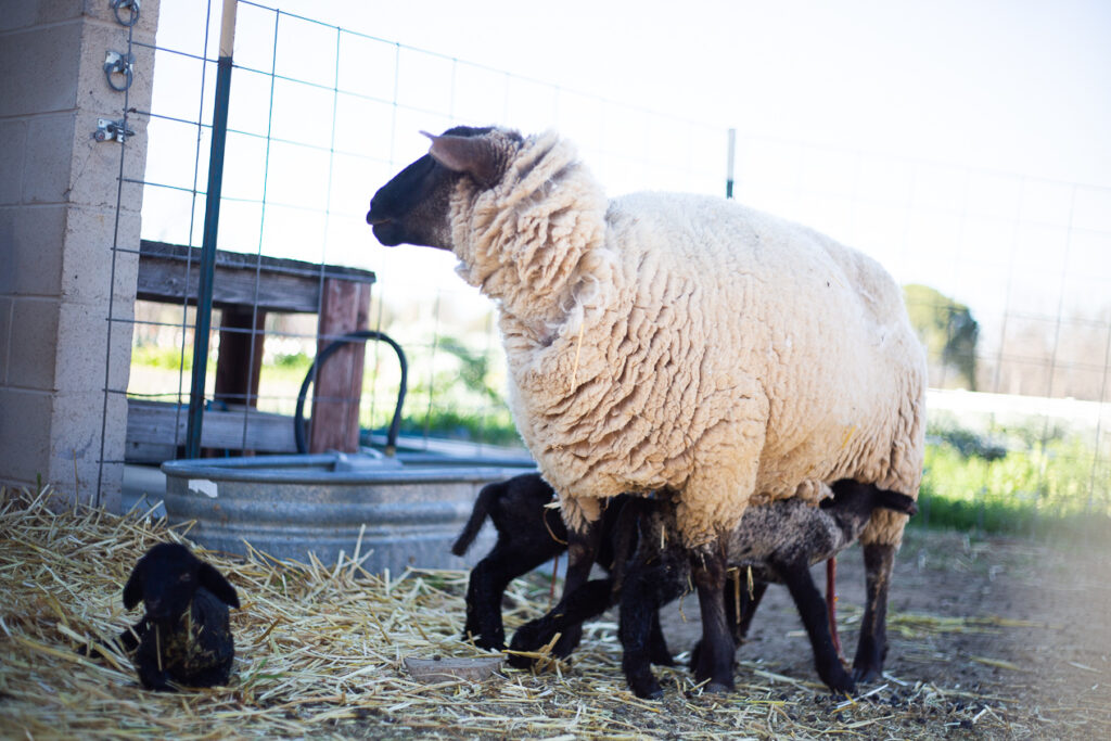 ewe with triplet lambs