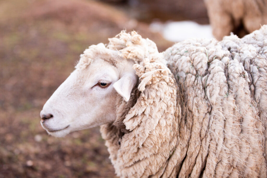 homestead sheep