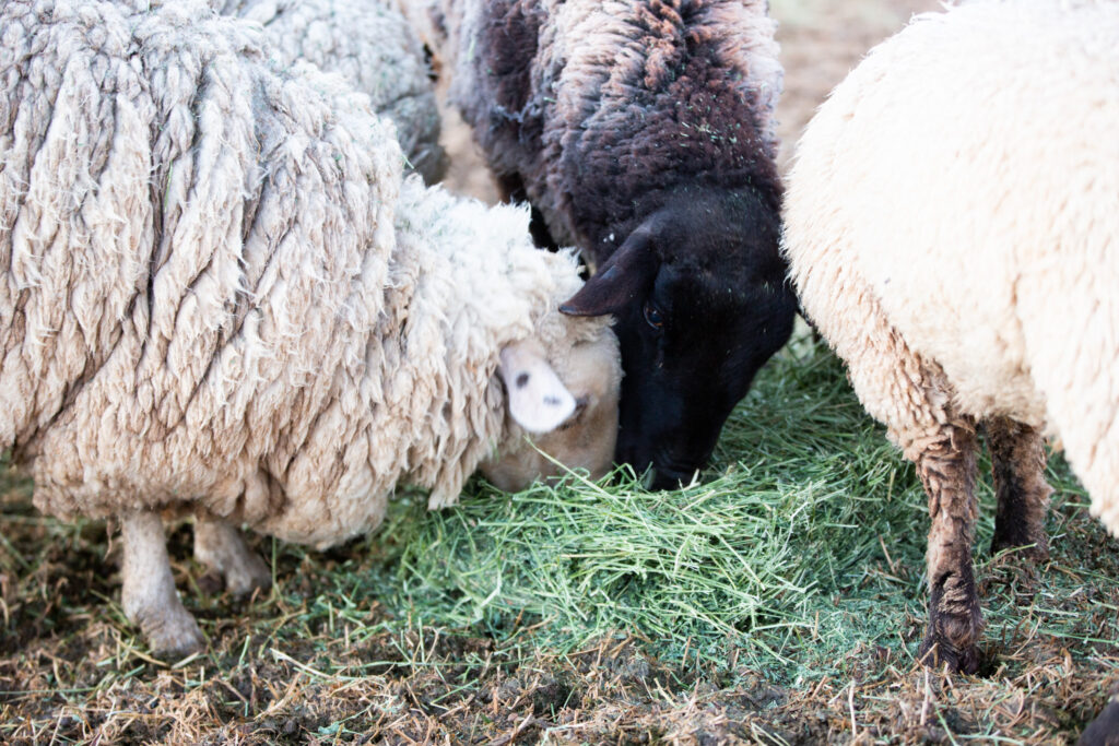 sheep eating alfalfa hay