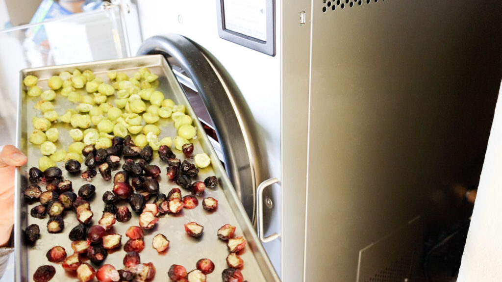 freeze dried grapes coming out of freeze dryer